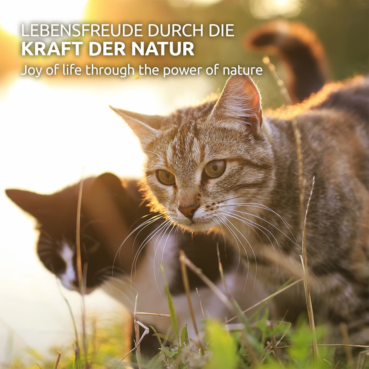 AniForte WermiX für Katzen