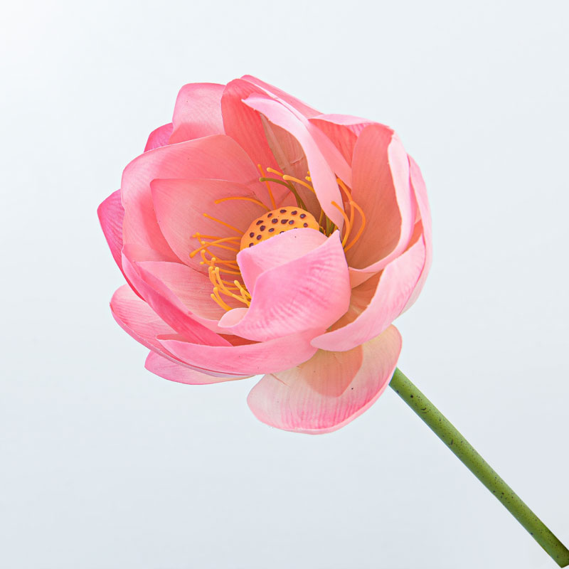 Tige de nénuphar rose