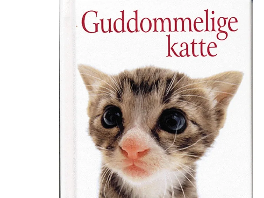 Guddommelige katte | Helen Exley