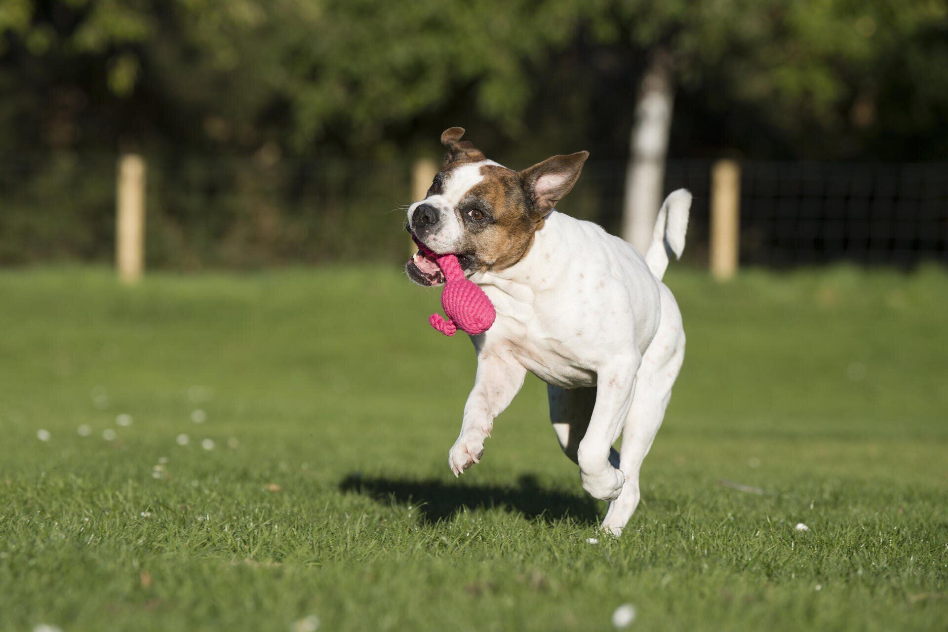 Hundespielzeug Franzi Flamingo - Laboni