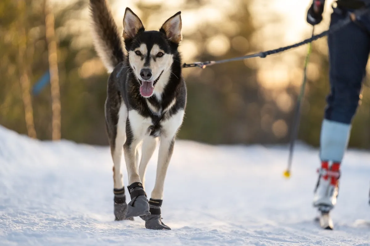 Seleverkstedet Seleverkstedet High Fleece dog boot 4pk Grå/svart