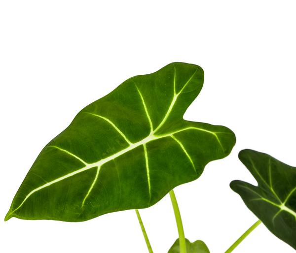 Pfeilblatt - Alocasia micholitziana 'Frydek'