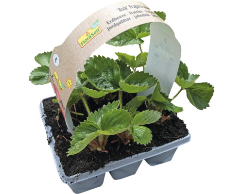 Biologische aardbei 'Asia' FloraSelf Biologisch 6-pack, Grote vruchten met een zoete smaak, Midden-late variëteit