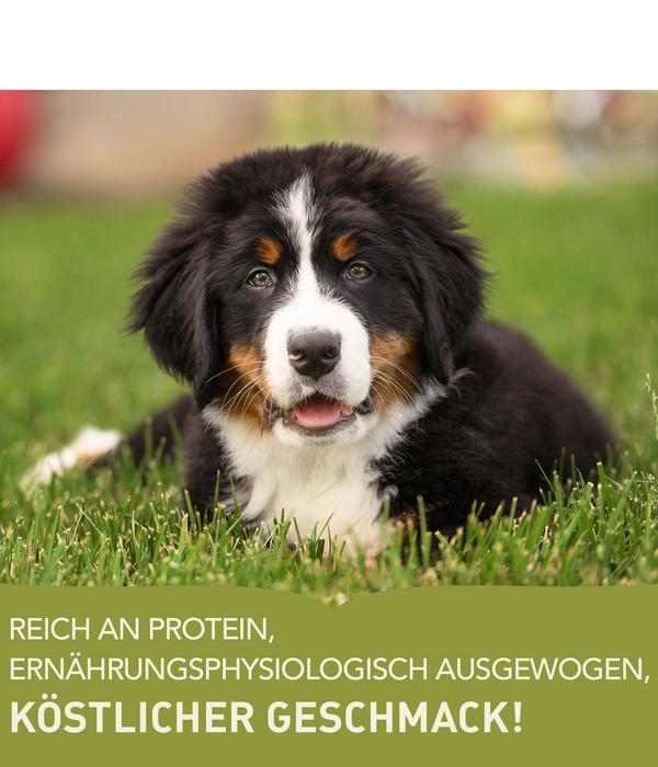 ACANA Trockenfutter für Hunde Heritage Puppy