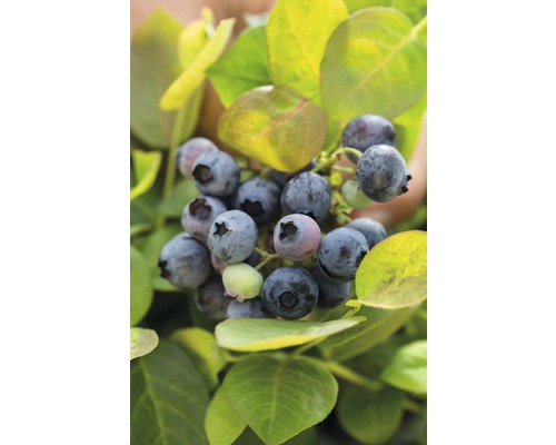 Blueberry BrazelBerry ® 'Perziksorbet' H 25-30 cm Co 4.5 L