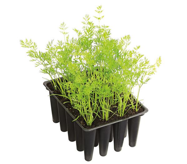 Dehner Gourmet Garten Bunte Möhre, 20er