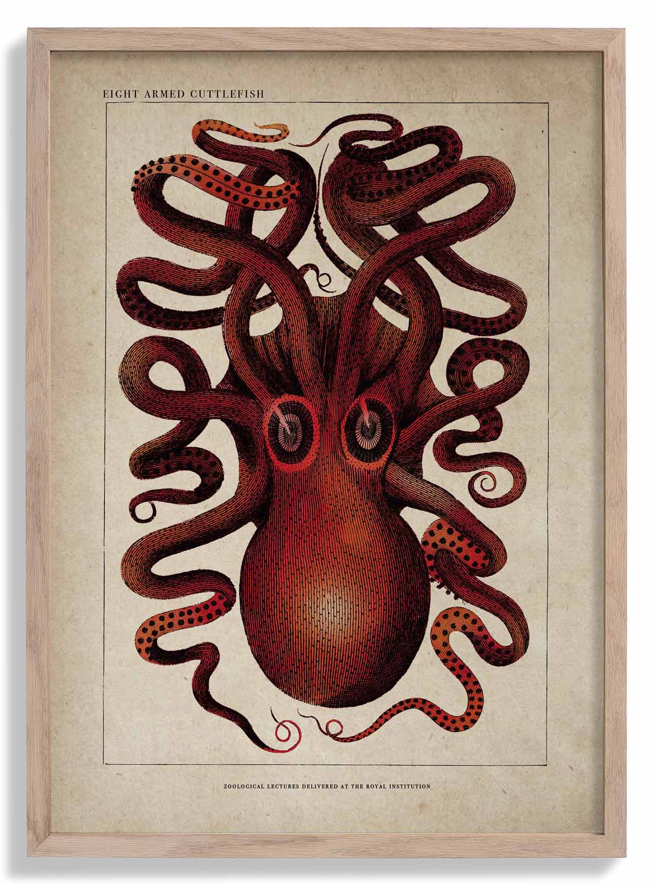 Antiker roter Oktopus