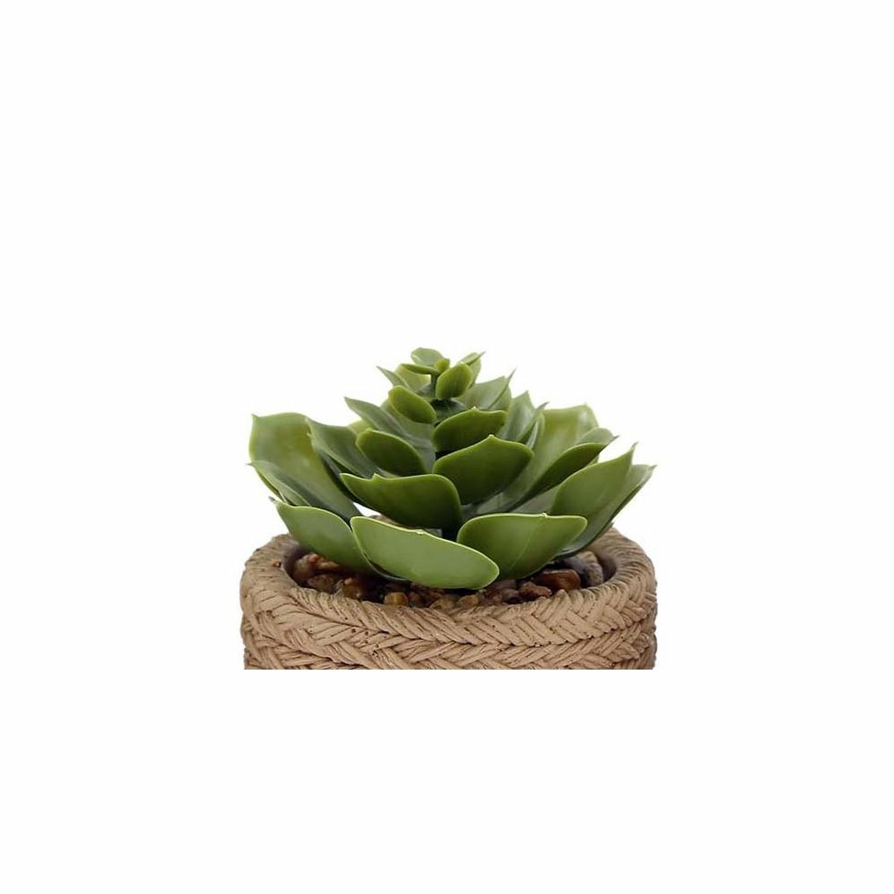 Plante succulente en pot bicolore 8 x 15 cm (lot de 4)
