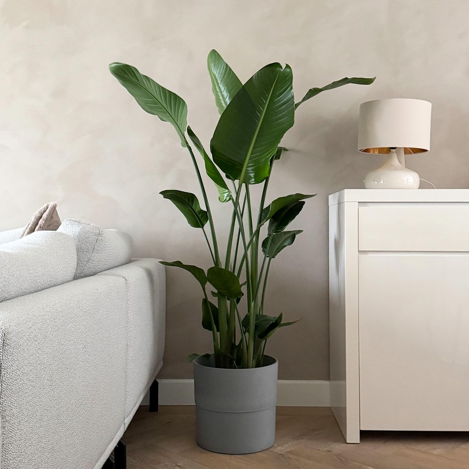 Plant in a Box - Strelitzia Nicolai XXL - Große lebende grüne Interieurpflanze - Paradiesvogelpflanze - Topf 28cm - Höhe 150-170cm