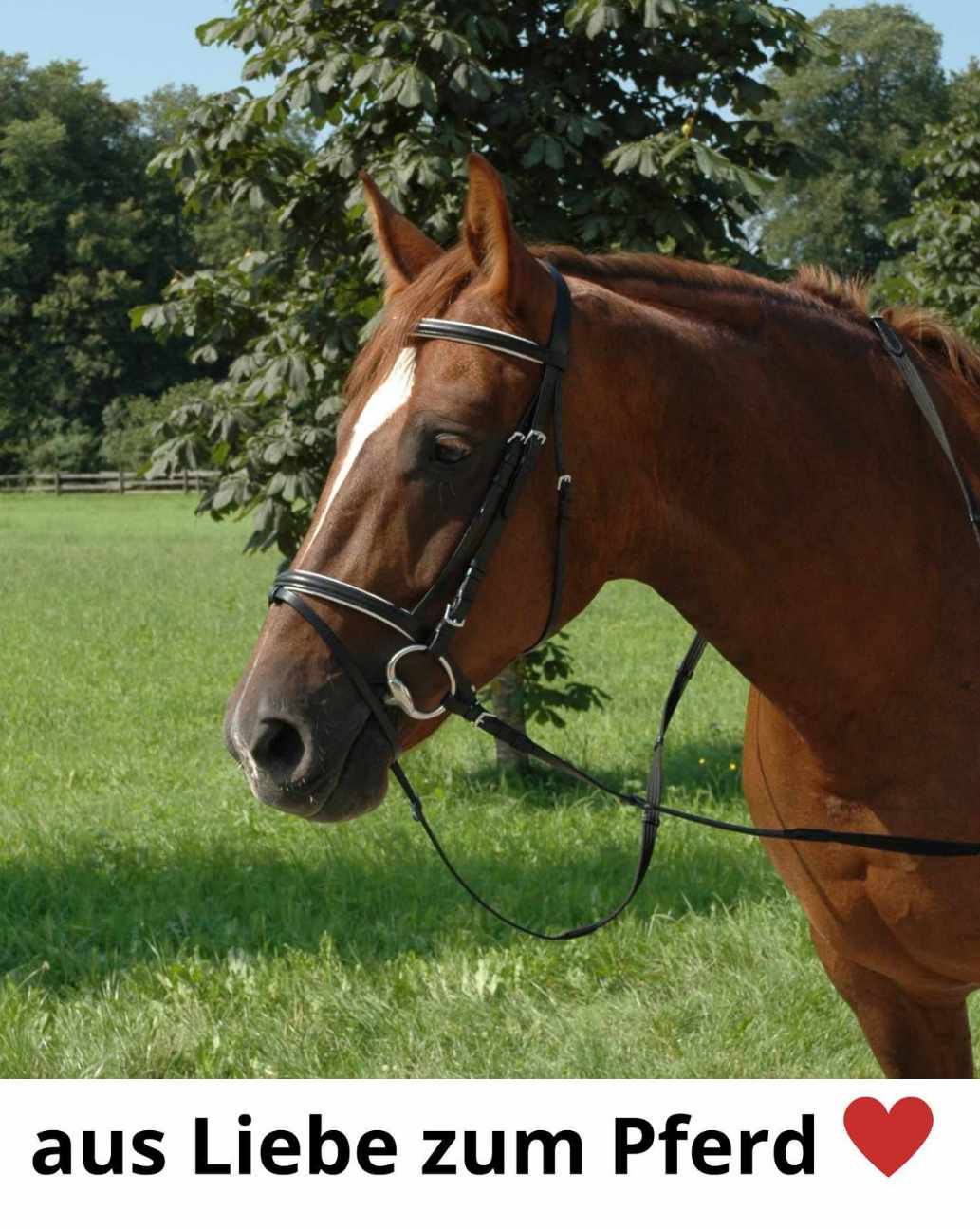 HorseGuard Doppelt gebr. Gebiss