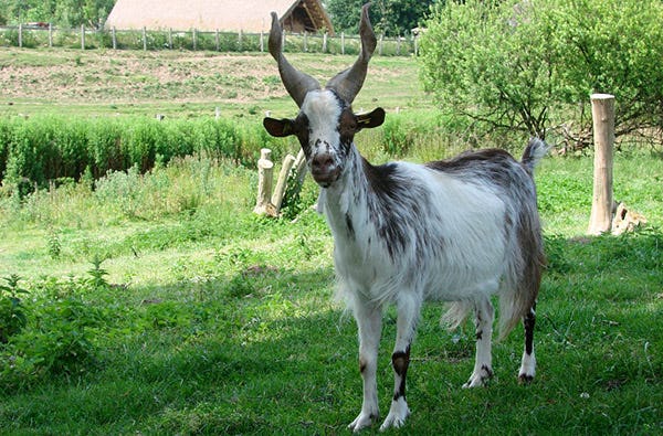 Camping im Tierpark Warden