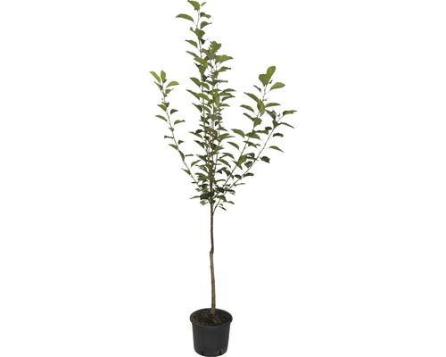 Biologische zure kers 'Saphir'® FloraSelf Biologische Prunus cerasus 'Saphir'® Stamhoogte ca. 60 cm Totale hoogte 130-150 cm Co 7,5 L Struik