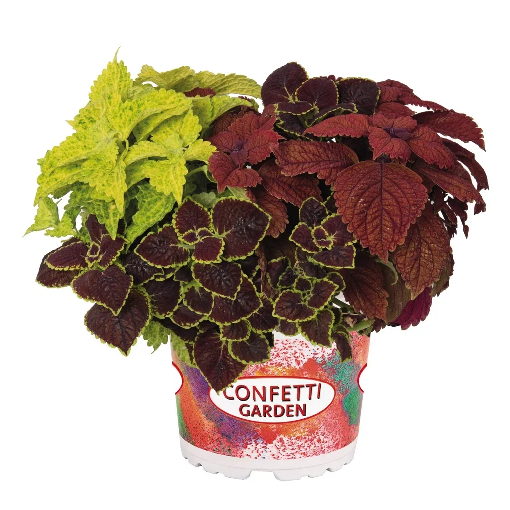 Plectranthus Praktspragle Romantic G. Ø17 cm