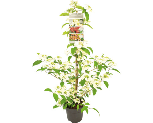 Sneeuwbal FloraSelf Viburnum plicatum 'Kilimandjaro Sunrise' H 60-80 cm Co 3 L