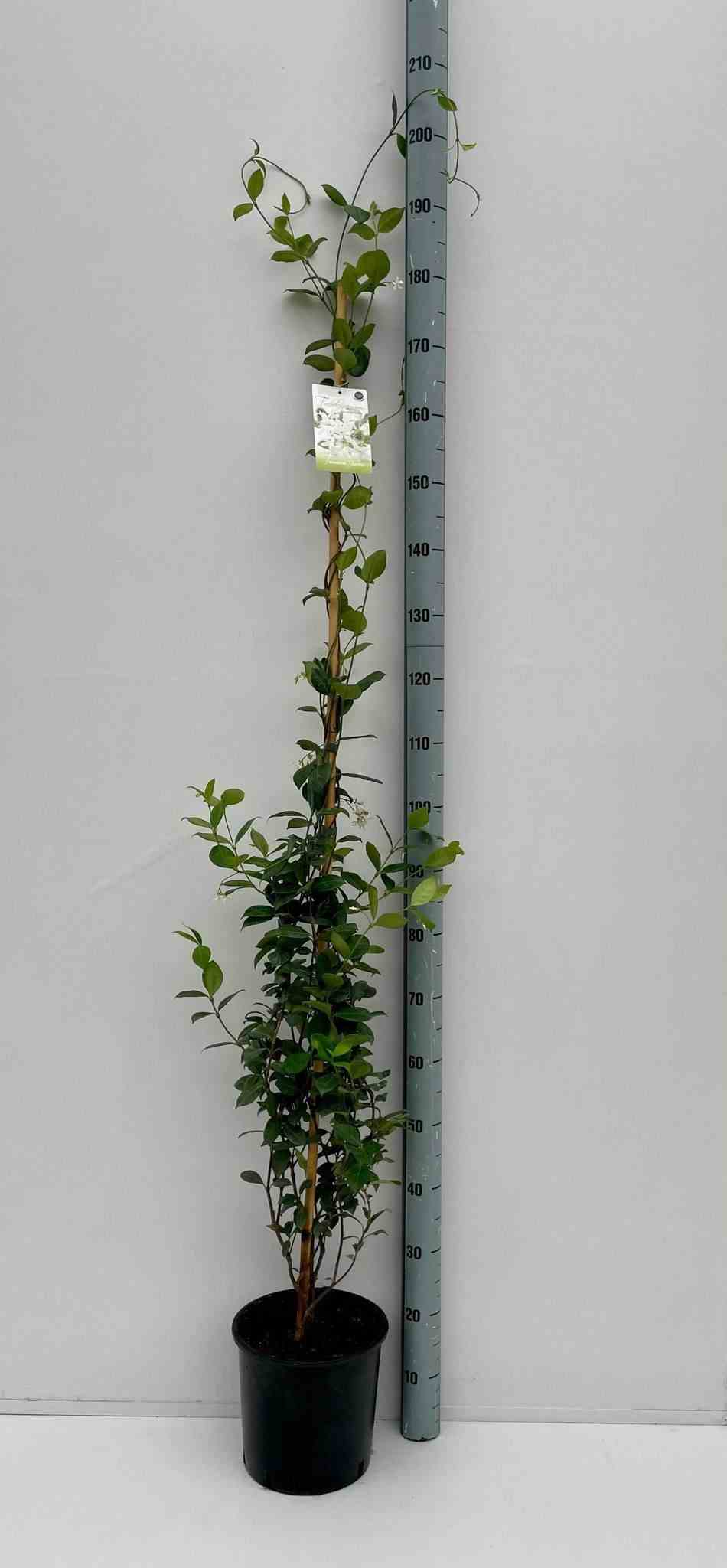 Trachelospermum jasminoides (jasmin étoilé) blanc - taille pot de 2 litres ? 20/30 cm