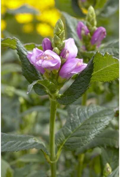 Schildpadbloem (Chelone obliqua) D 9 H 10 cm