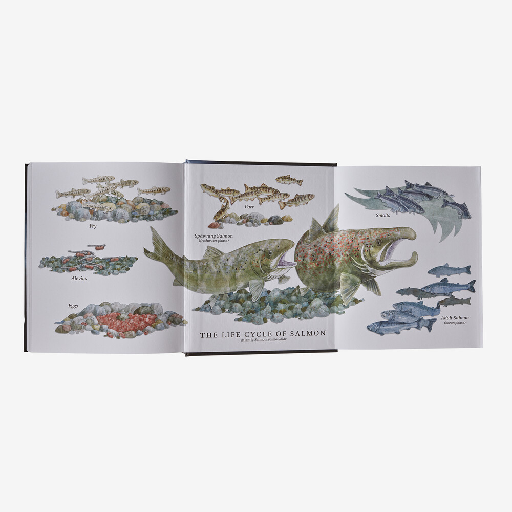 Lachs: Ein Fisch, die Erde und die Geschichte ihres gemeinsamen Schicksals (gebundenes Buch, erschienen bei Patagonia)