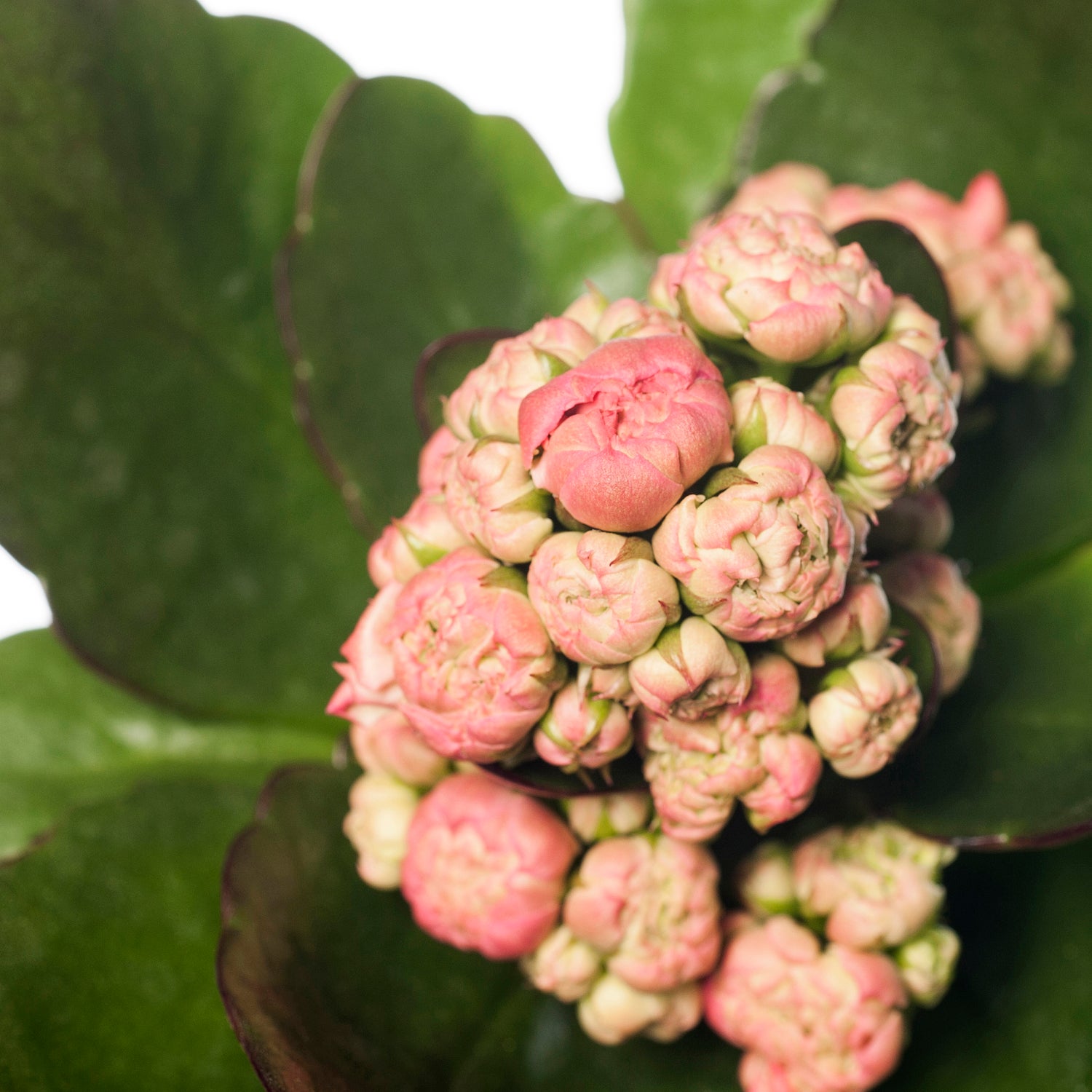 Kalanchoë (Kalanchoë blossfeldiana 'Grandiva') roze D 8 H 15 cm