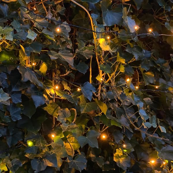 Hedera Hibernica – Efeu Fertighecke – Höhe ca. 180cm – Immergrüne Hecke – dichter Sichtschutz & sofortige Privatsphäre für Garten & Terrasse