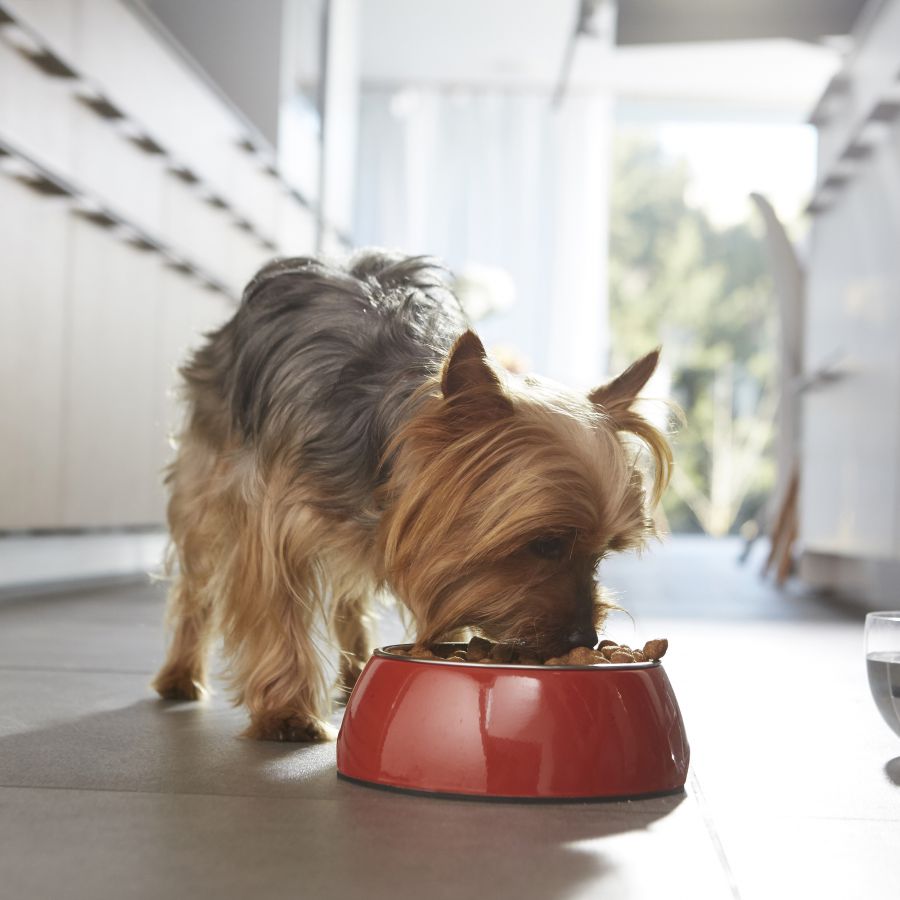 Ração para cães Purina One Adult Mini Bifensis Delicado Salmão e Arroz