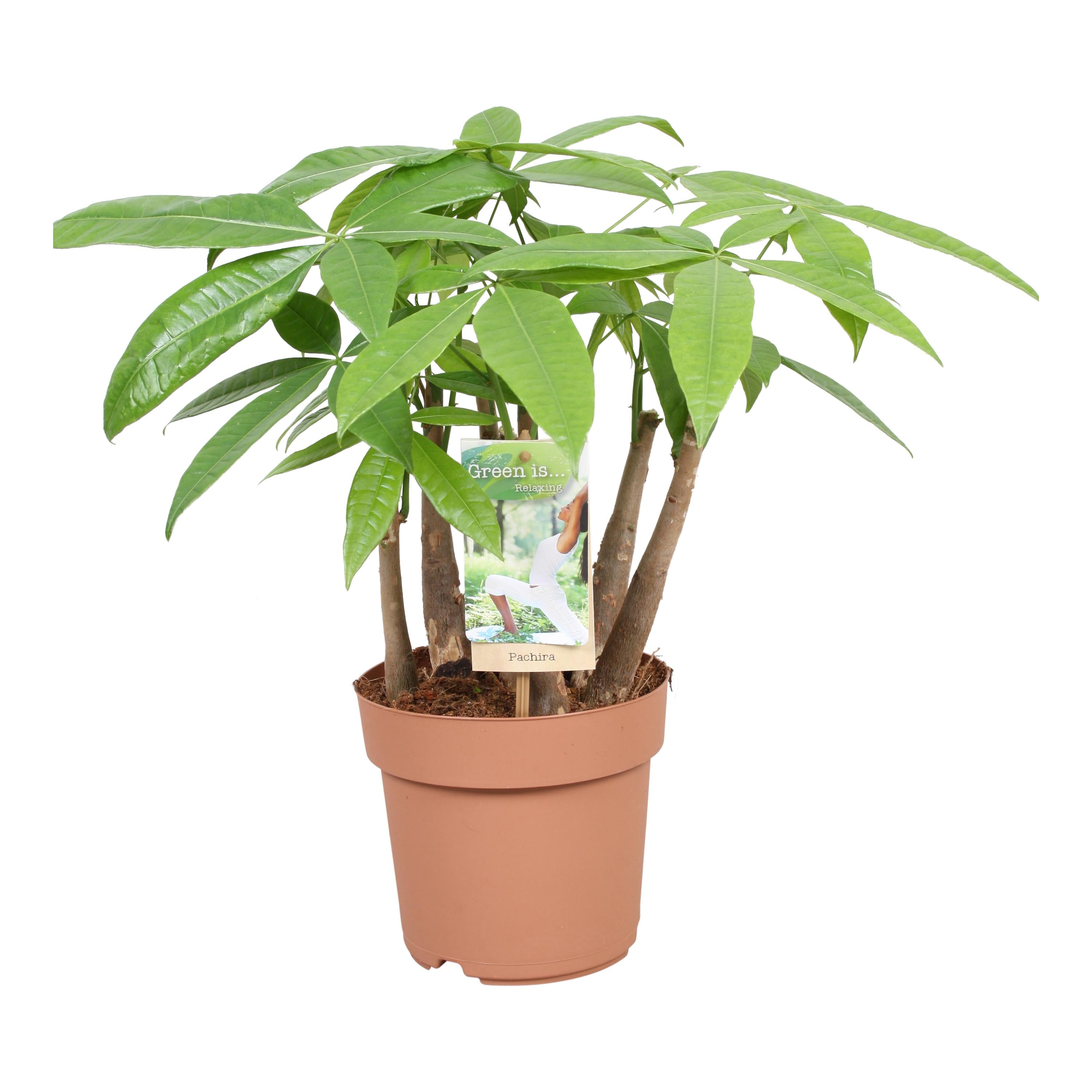 Plante d'intérieur - pachira aquatica 50.0cm