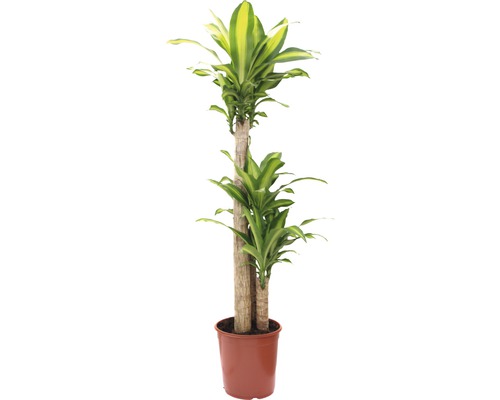 Kamerplanten Groen Mix FloraSelf H 120-140 cm Ø 24 cm Pot diverse soorten 1 st.