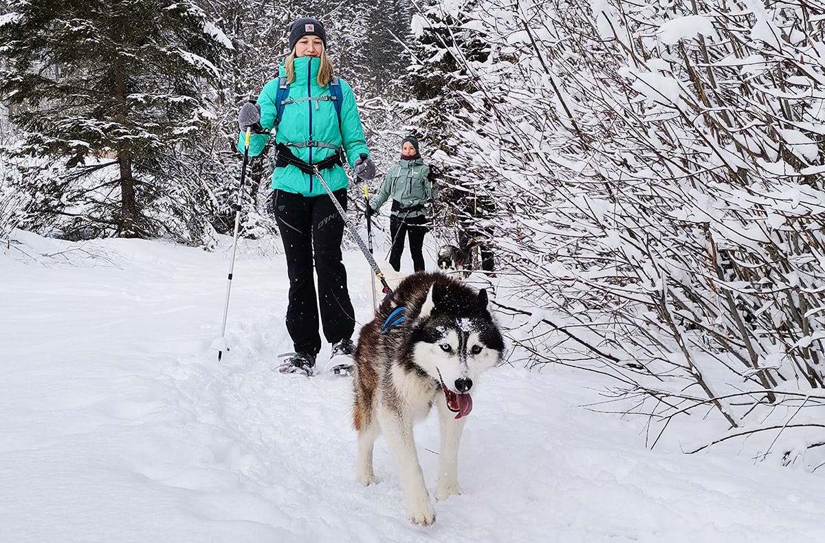 Husky Schneeschuhtrekking Postalm
