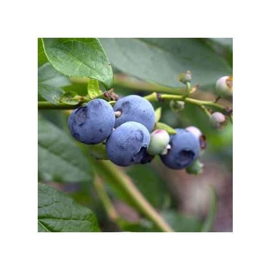Myrtillier 'Patriot' : pot de 5 litres