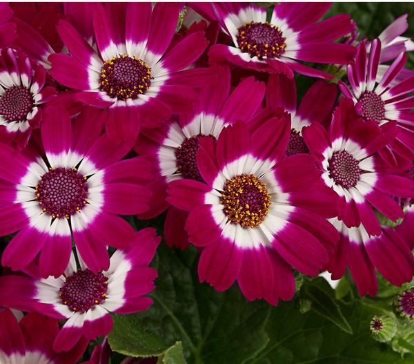 Teneriffa Stern - Cineraria