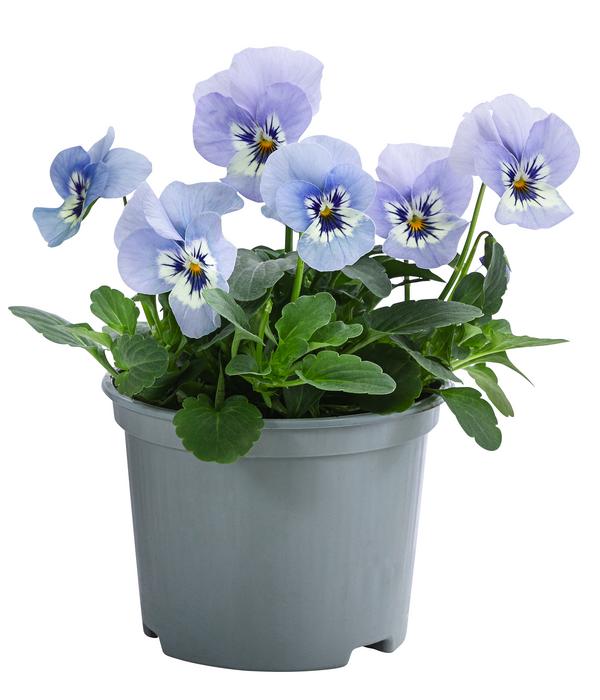 Hornveilchen, verschiedene Farben