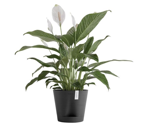 Ecopots Kunststoff-Topf Venice 2, rund