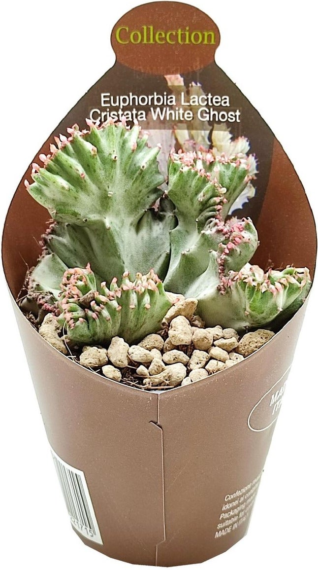 Euphorbia (Euphorbia lactea cristata 'White Ghost') D 6,5 H 8 cm