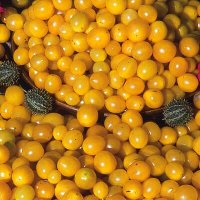 Gemüsesamen Wildtomaten