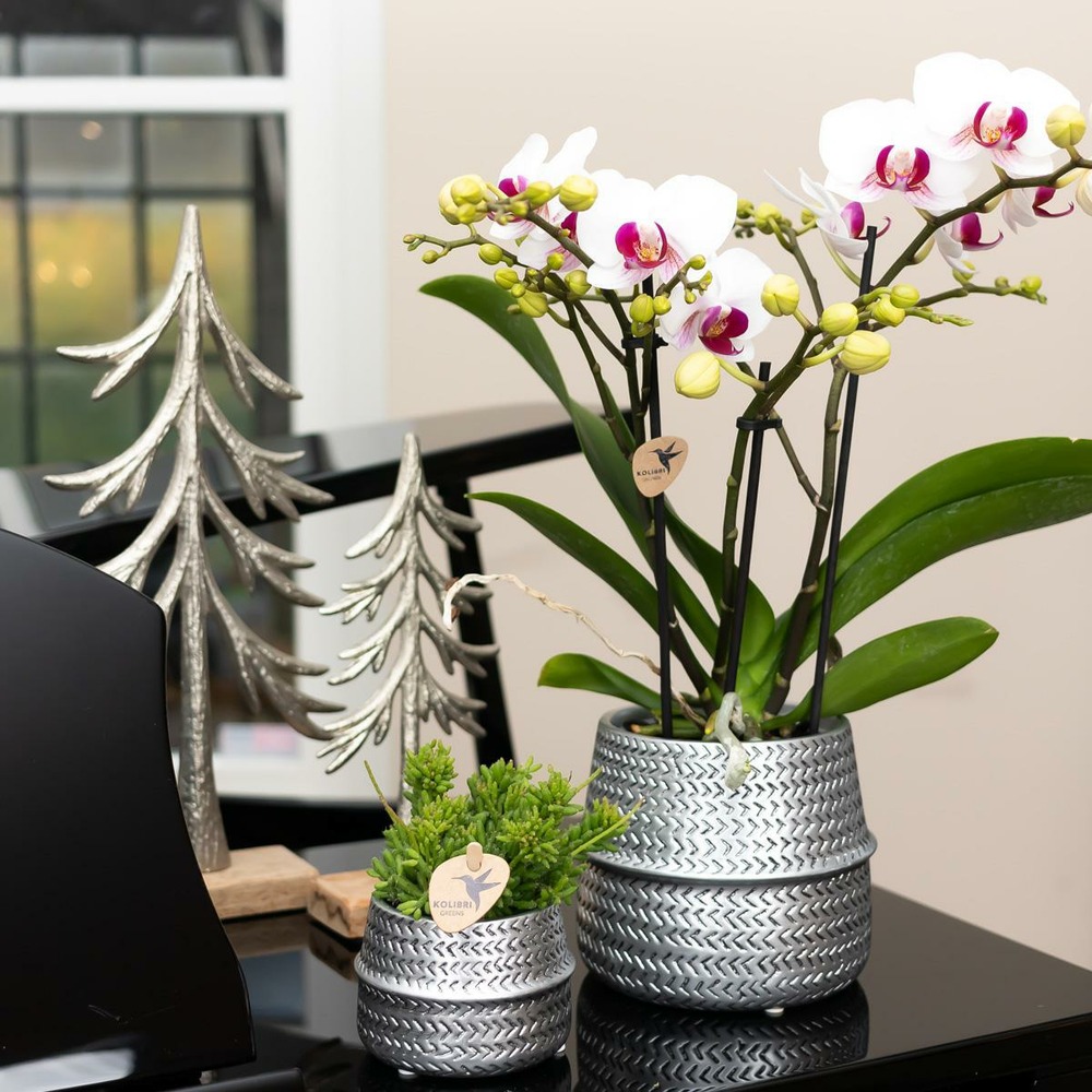 Orchidées colibris - orchidée phalaenopsis blanche - gibraltar minéral - taille du pot 9cm