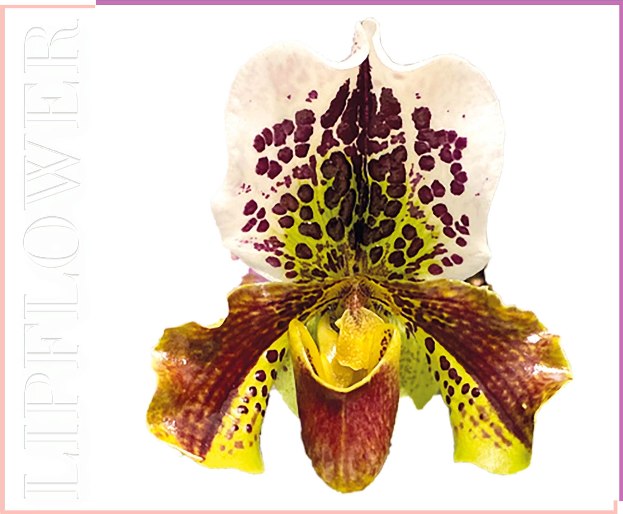 Shaoyun  Lip Flower Orchidee Nr. 183, 3,60 g
