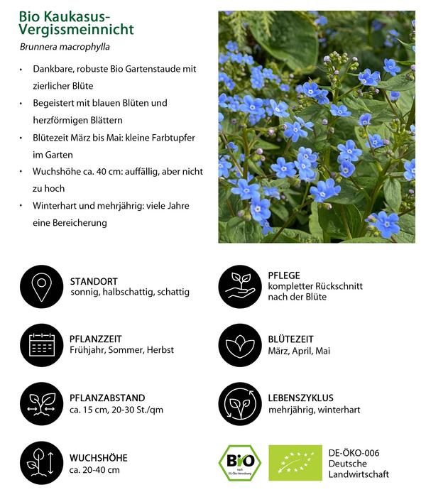 Bio Stauden-Set Beet im Halbschatten,