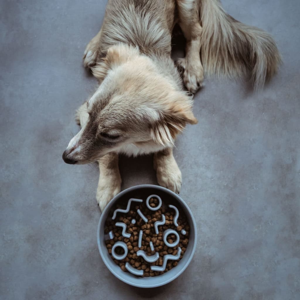 Alimentador de animais de estimação
