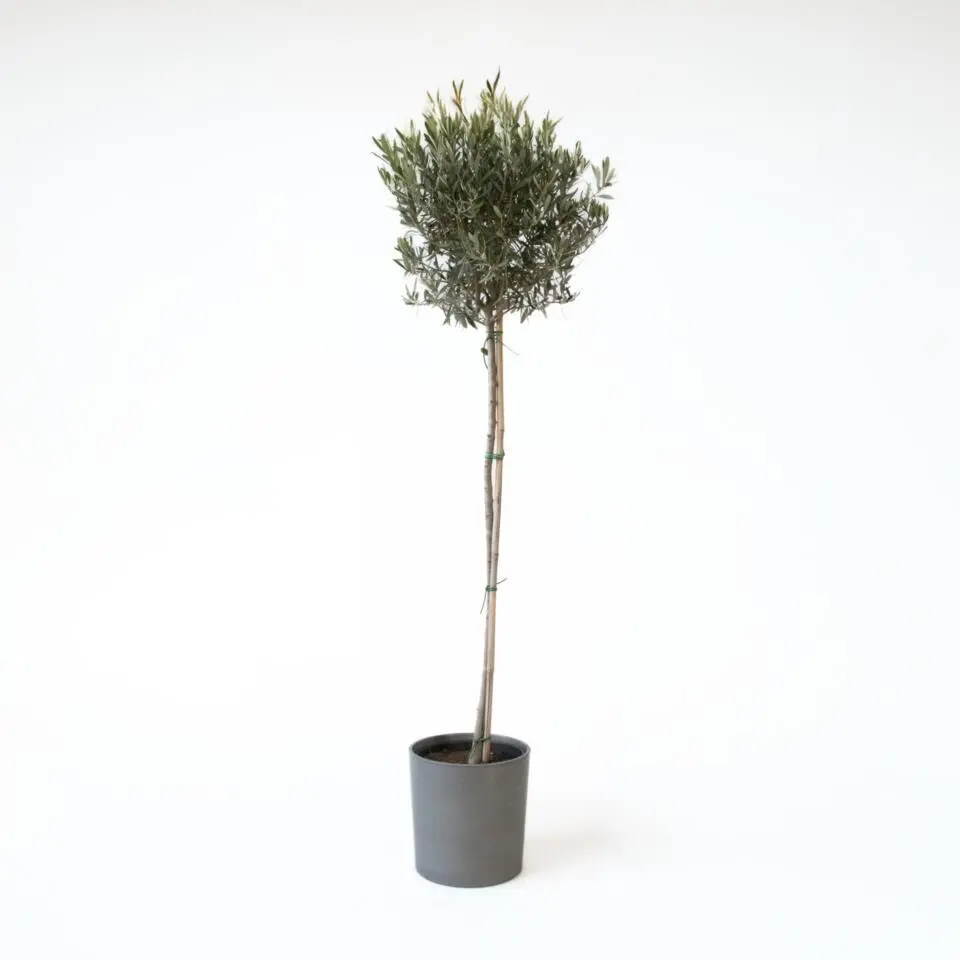 Olijfboom - Olea europaea - Hoogte 155-170cm - ⌀19cm