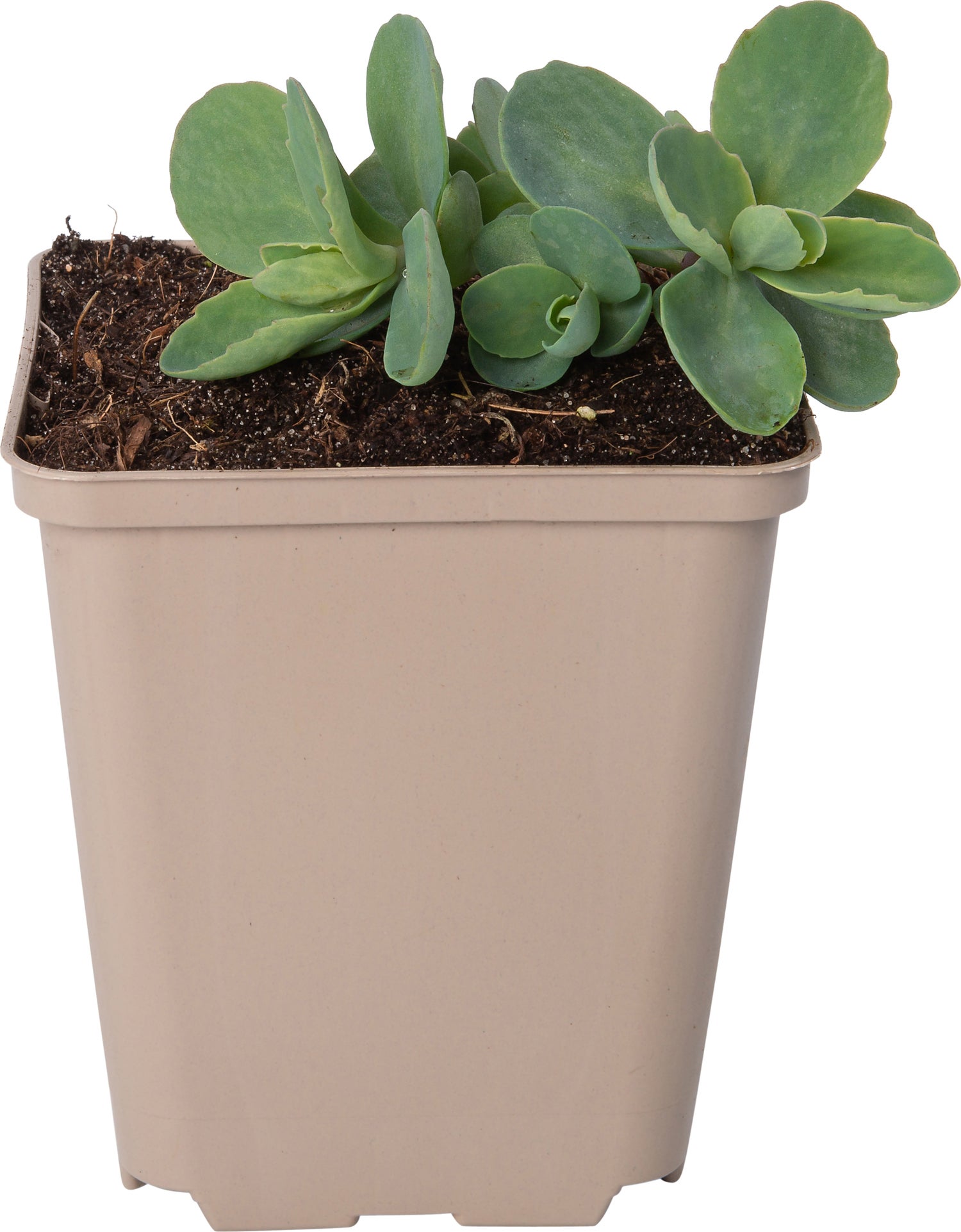 Hemelsleutel (Sedum 'Carl') D 9 H 10 cm