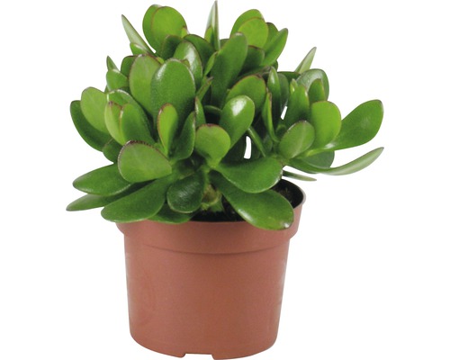 Crassula cultivars FloraSelf H 15-20 cm Ø 8,5 cm pot willekeurige variëteitselectie