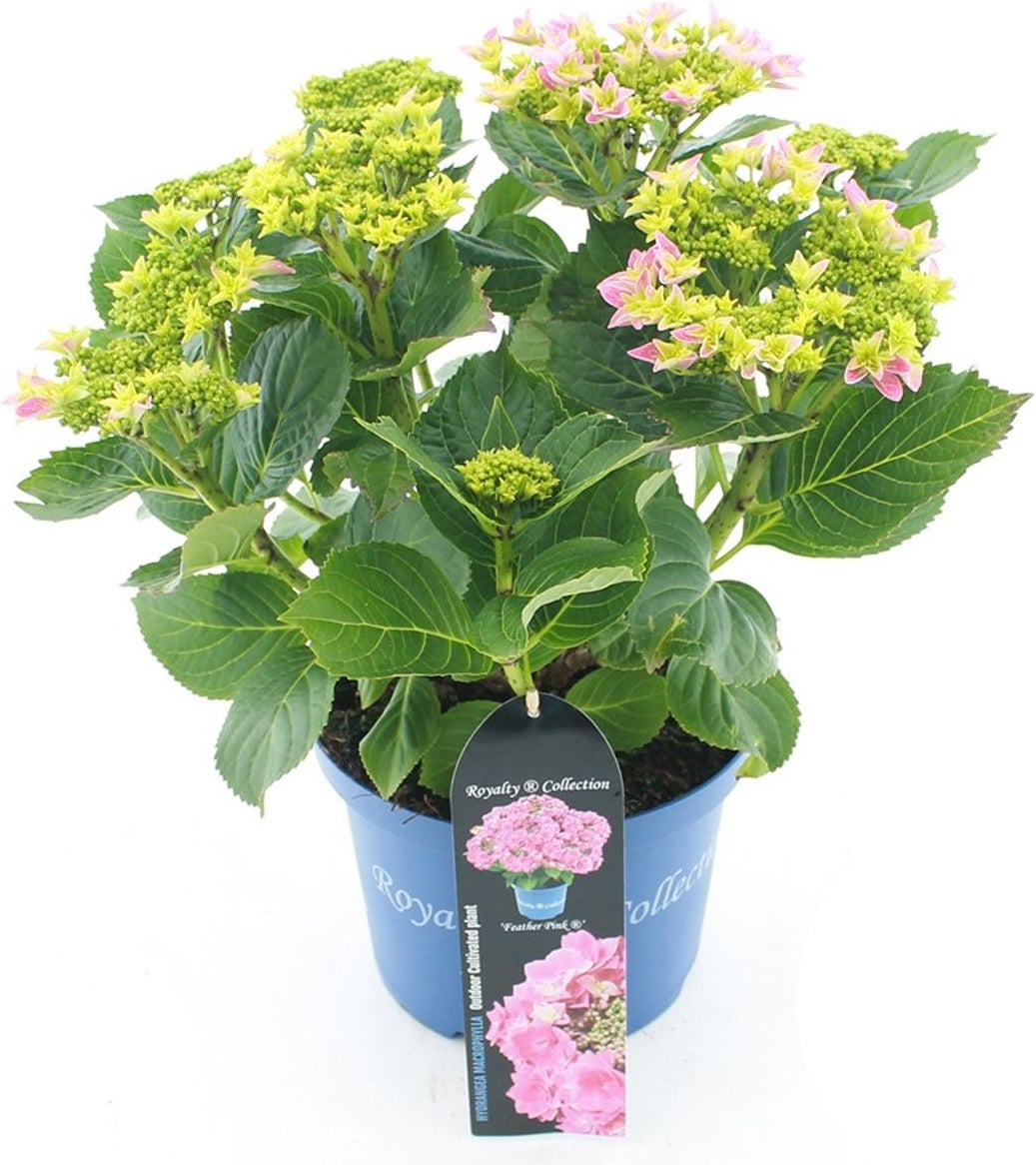 Hortensia (Hydrangea macrophylla 'RC Feather Pink') D 23 H 45 cm