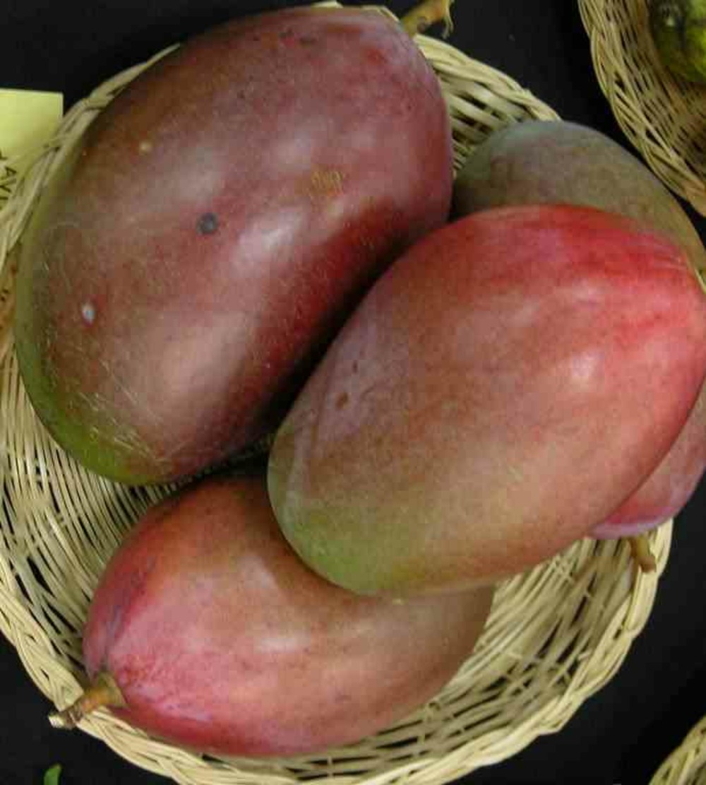 Manguier adulte mangifera indica var. Osteen jaune - taille pot de 25l - 140/160cm