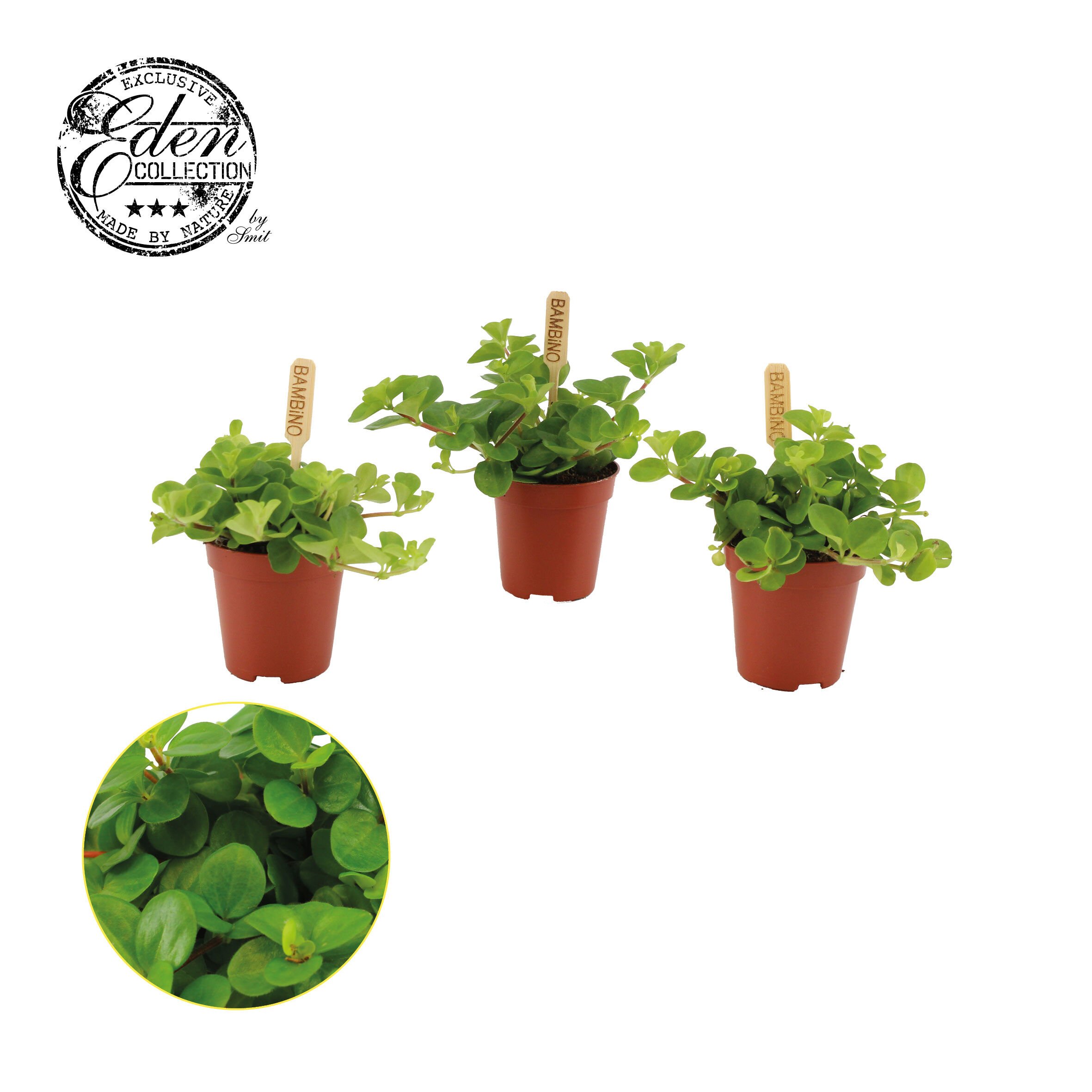 Peperomia Rotindifolia - Kamerplant - 10.5 cm