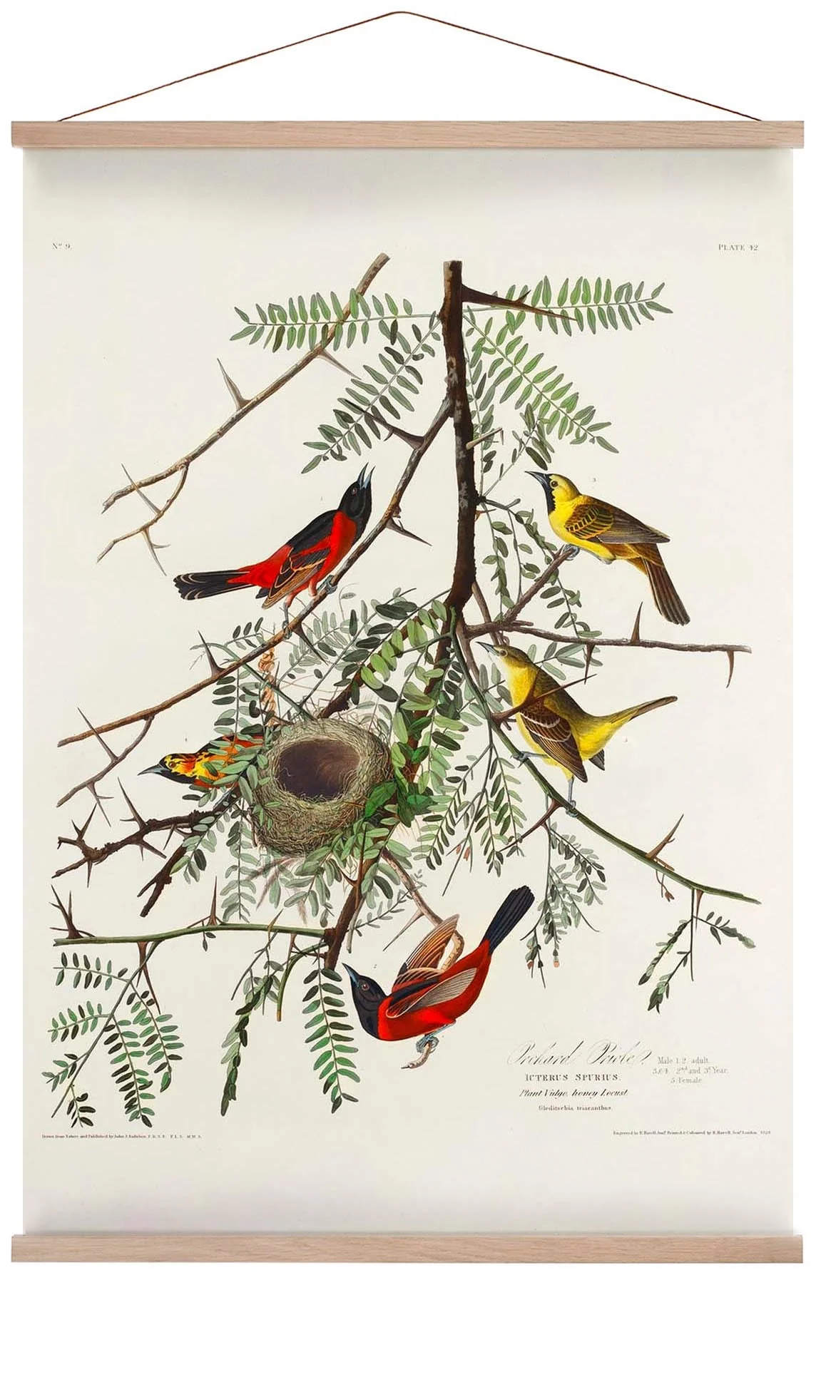 Orchan Criole