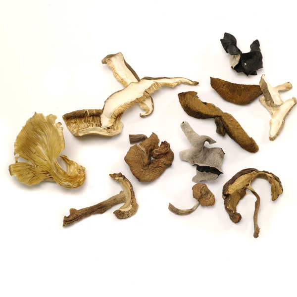 Mélange de champignons forestiers séchés