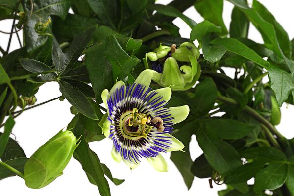 Blaue Passionsblume