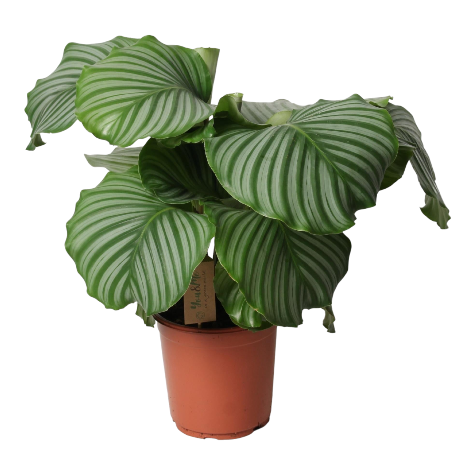 Plante d'intérieur - calathea orbifolia 55.0cm
