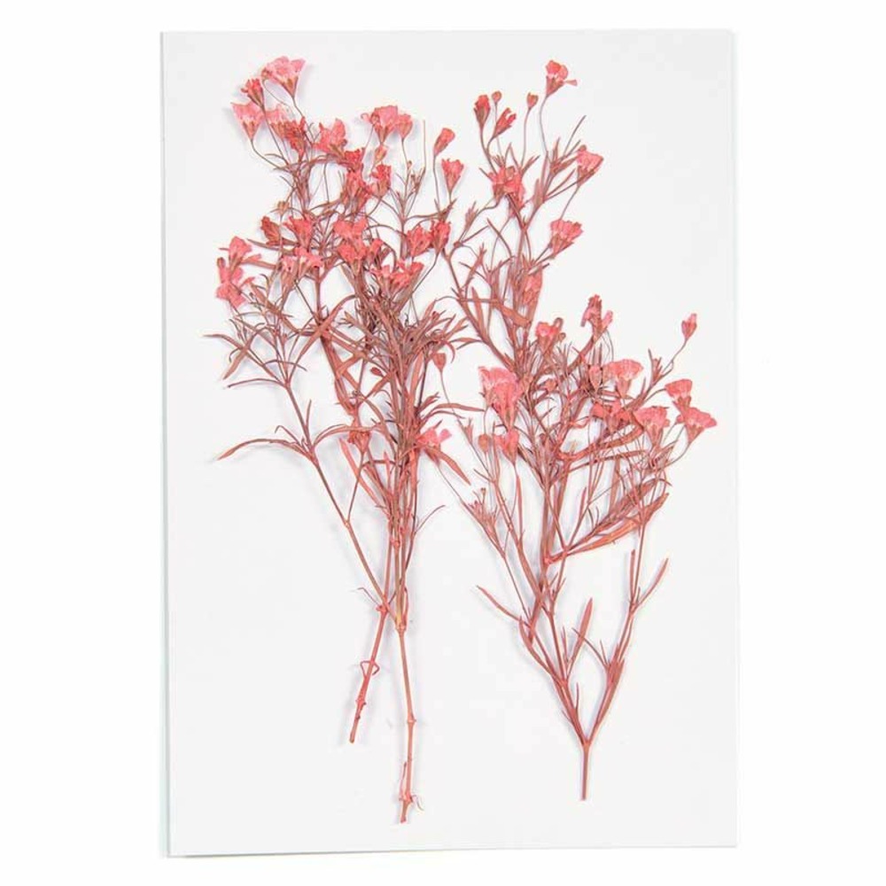 Gypsophiles rouges séchés et pressés