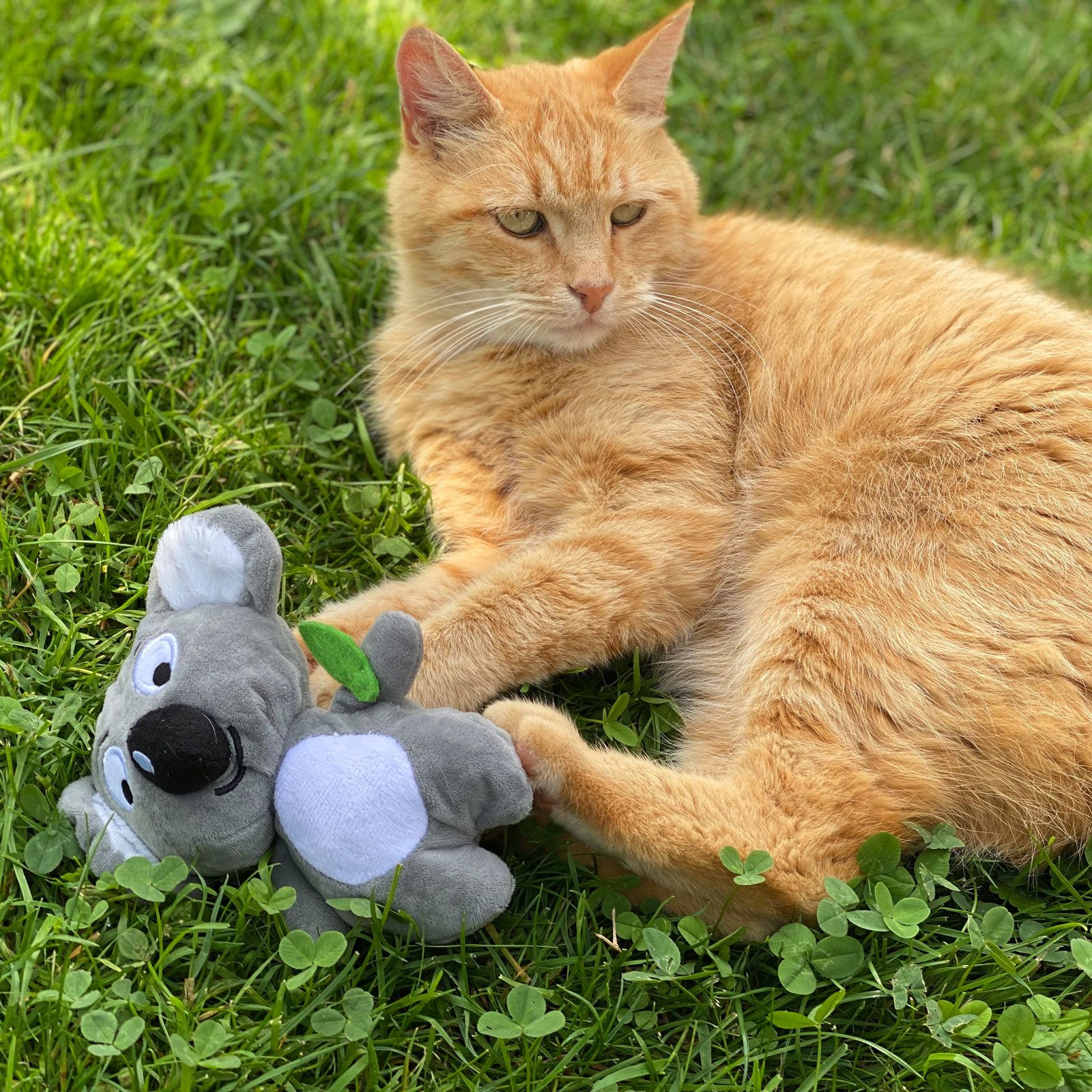 Aumüller Katzenspielzeug Koala Jack - Plüschtier zum Schmusen mit Baldrianfüllung