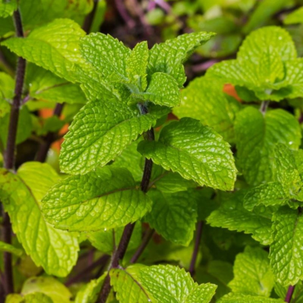 Plant menthe marocaine bio